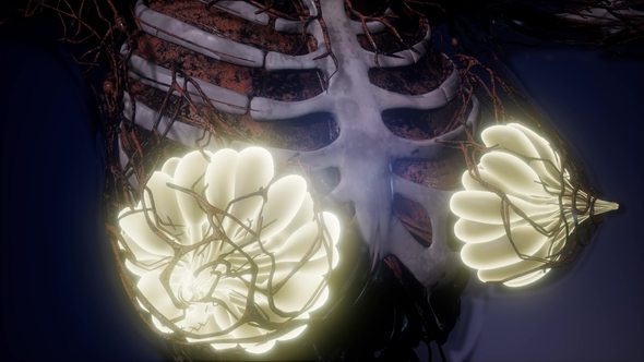 Human Body with Visible Glow Mammary Gland alt