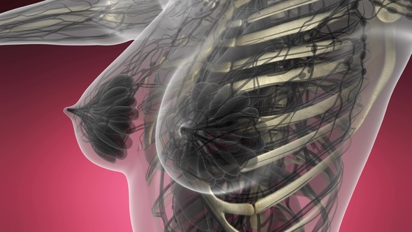 Human Body with Visible Skeletal Bones alt