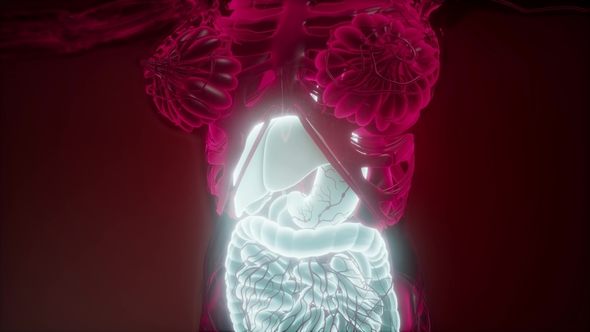 Human Body with Visible Digestive System alt
