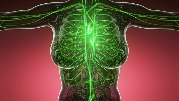 Human Body with Glow Blood Vessels alt