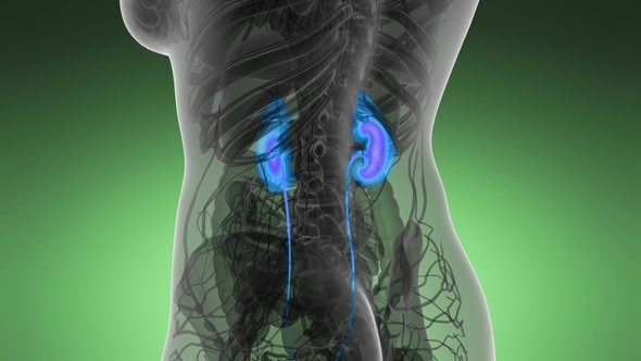 Anatomy Scan of Human Kidneys