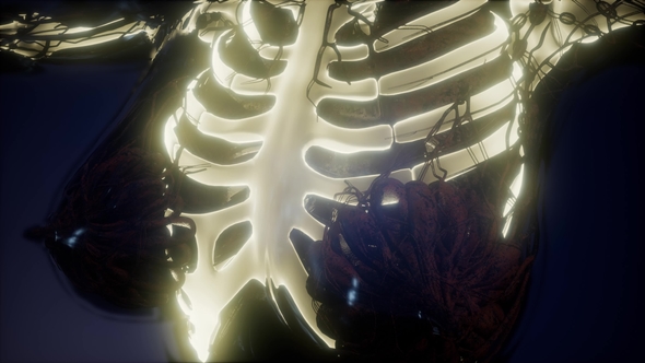 Human Body with Visible Skeletal Bones alt