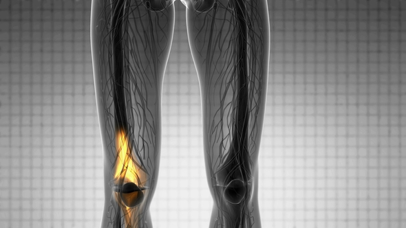 Knee Bones Anatomy alt