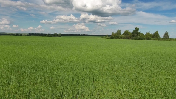 Aerial View on Green Field at Summer,