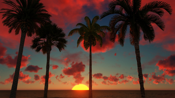 Palm Trees And Sunset