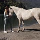 A Young Woman Met a Wild Stallion on Vacation in the Mountains on a Lake Amazing View Turquoise - VideoHive Item for Sale