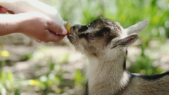 Farmer Feeding Baby Goat with a Bottle Full of Milk