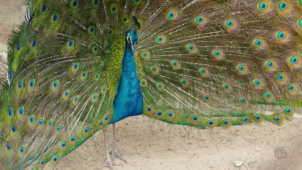 Peacock with Feathers Out