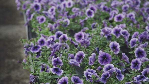 Background of Beautiful Flowers in the Greenhouse