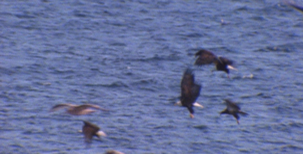 Flock of Bald Eagles Feeding: Sequence