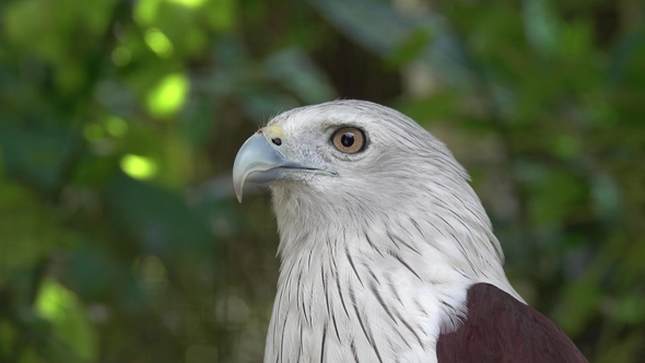 White Bellied Sea Eagle Portrait