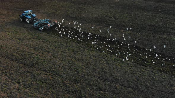 Blue Tractor Pulls Plow Surrounded By Flock of White Birds