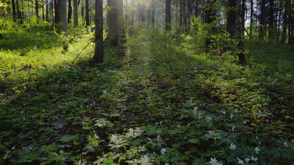 In the Morning in a Magical Forest