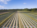 Aerial view of healthy, lush tomato field in South Carolina, USA - PhotoDune Item for Sale