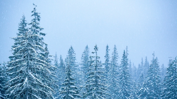 Beautiful Winter Landscape with Snow Covered Trees in Mountains