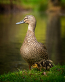 mother and duckling - PhotoDune Item for Sale