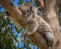 koala in tree - PhotoDune Item for Sale