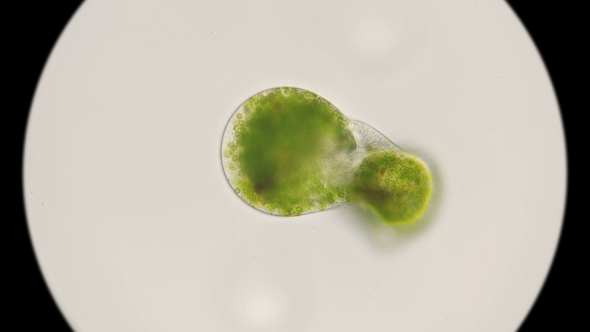 Beginning of the Division of Algae Chlorella Under a Microscope