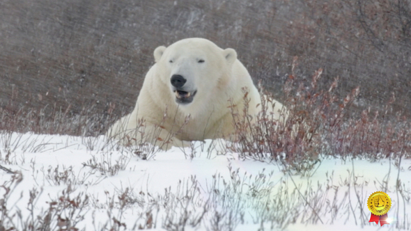 Polar Bear Lying In The Snow