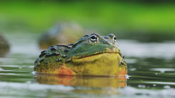 Close Up Of Colorful Huge Bullfrog Expanding Its Throat To Attract Females In Mating Season, Botswan