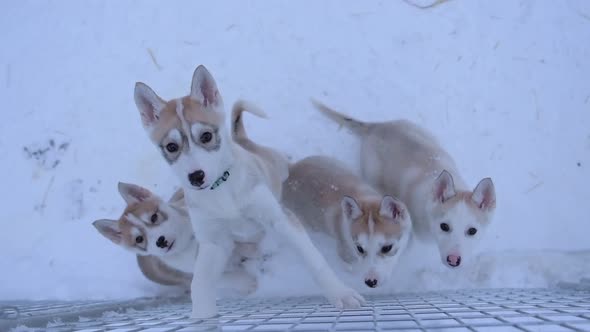 Alaskan Husky Puppies Inside Their Snowy Cage In Lapland, Finland Looking Up At The Camera On A Wint