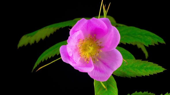 Timelapse of Dogrose Flower Blooming