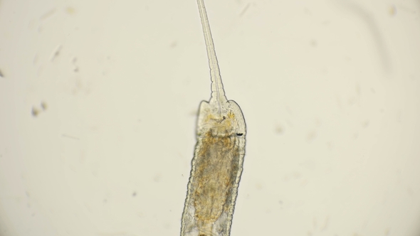 Worm of the Family Naididae, Pristina Longiseta Under the Microscope