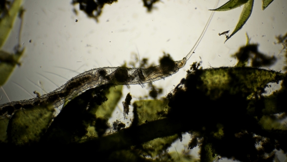 Worm of the Family Naididae, Pristina Longiseta Under the Microscope