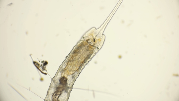 Worm of the Family Naididae, Pristina Longiseta Under the Microscope