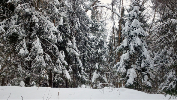 Firs in Winter Forest