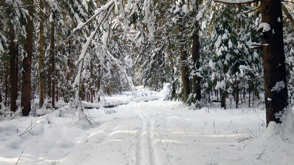 Frozen Winter Forest