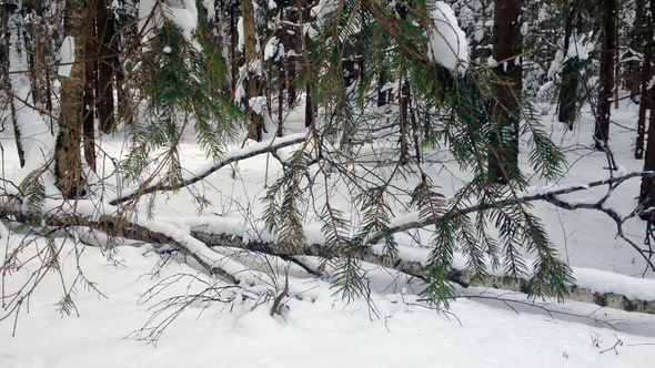 Fir in Snowy Winter Forest