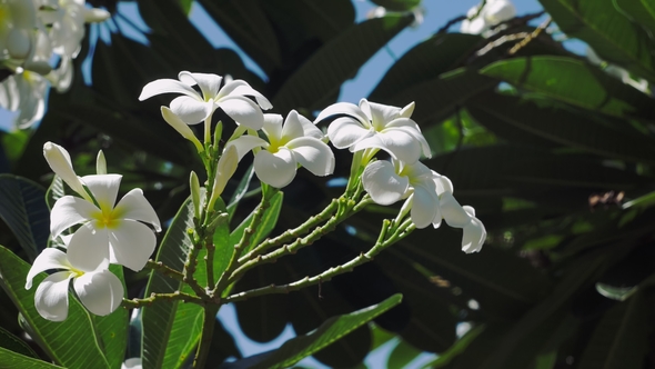 Bunch of White Plumeria or Frangipani Flowers Slightly Swing By the Coastal Breeze on Sunny Day