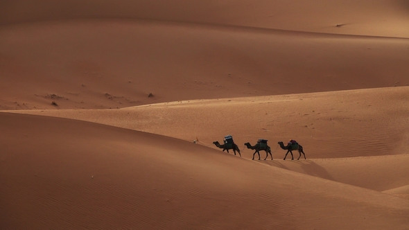 Camel Caravan Going in Sand Dunes in Sahara Desert