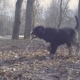 Bernese Shepherd Dog Puppy Playing with a Stick - VideoHive Item for Sale