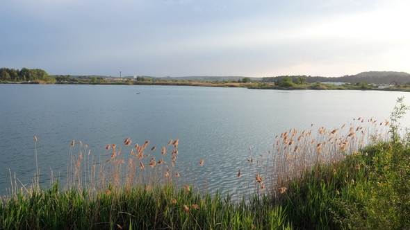 Lake Bulrush Reed Nature