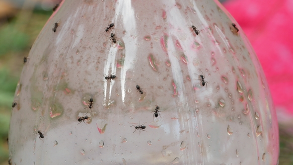 Ants on Sugar Water Bottle