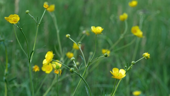 Wild Flowers with Dew Swinging on the Wind in the Forest