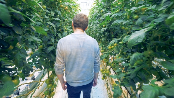 A Man Is Walking Along the Passway of a Tomato Warmhouse