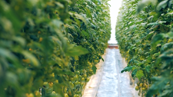 Observing Tomatoes Coppice in a Hothouse From Left To the Right