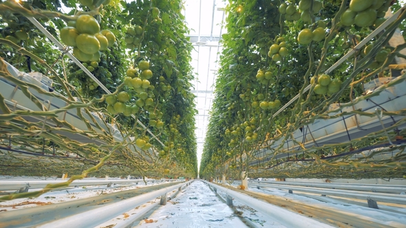 Alley of Tomato Coppice in a Spacious Greenery