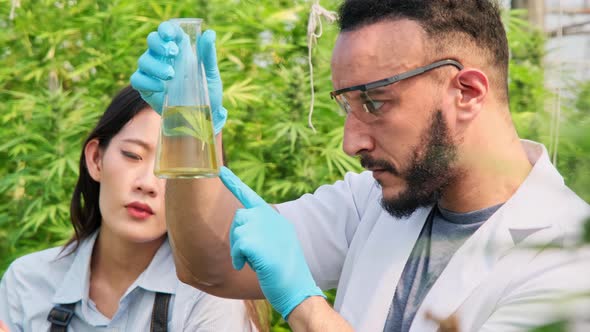 Scientists are examining plants and doing quality control of legally grown cannabis plants