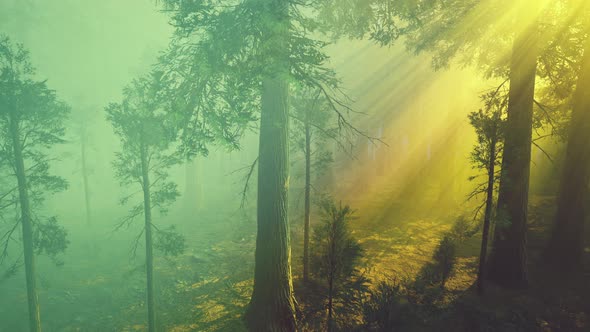 Morning Fog in the Giant Sequoias Forest