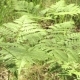 Beautiful Ferns Leaves Green Foliage in Summer Coniferous Forest - VideoHive Item for Sale