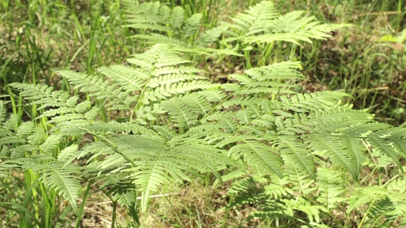 Beautiful Ferns Leaves Green Foliage in Summer Coniferous Forest