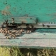 Bees Convert Nectar into Honey - VideoHive Item for Sale