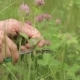 Man's Hands, Grass, Clover Flowers - VideoHive Item for Sale