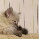 Little Cute Kitten Lying on the Couch - VideoHive Item for Sale