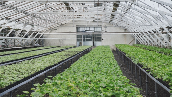  Greenhouse with Flowerpots.