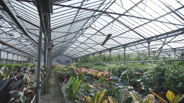 View of Flower Seedlings in the Greenhouse